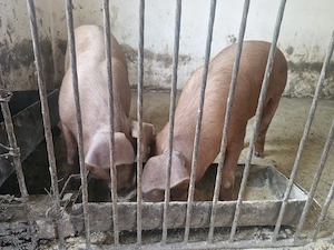 Vand purcei Duroc de peste 25 kg in Moldoveni jud Neamt