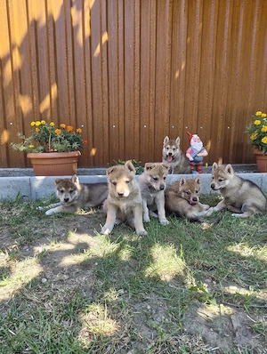 Pui Câine Lup Cehoslovac de vânzare