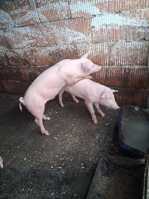 Vând purcei  rasă marele alba cu duroc  - imagine 3