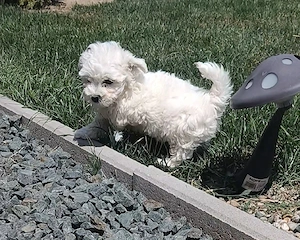 de vânzare puiuți bichon maltez toy