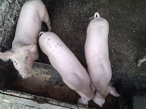 Vând purcei  rasă marele alba cu duroc  - imagine 5