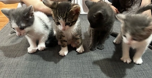 Puisori De Pisica Pentru Adoptie