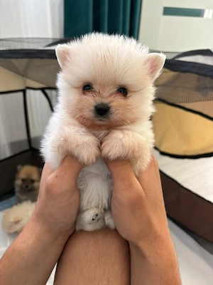 Mascul pomeranian mini toy