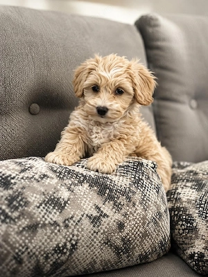Maltipoo jucăuși  - imagine 3