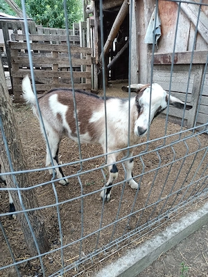 vand 2 țapi buni de monta 