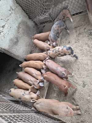 purcei duroc
