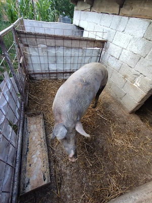 Vând porc de carne  - imagine 3