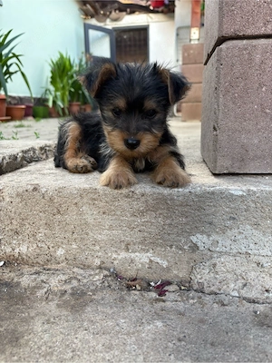 Yorkshire Terrier 