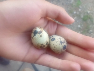 oua de prepelițe 