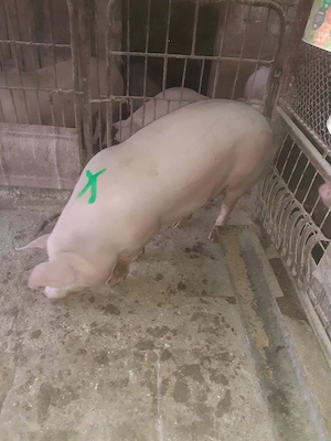 De vânzare porc mascul 140 kg