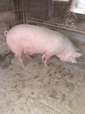 De vânzare porc mascul 140 kg
