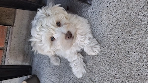 Bichon baietel jucăuș 
