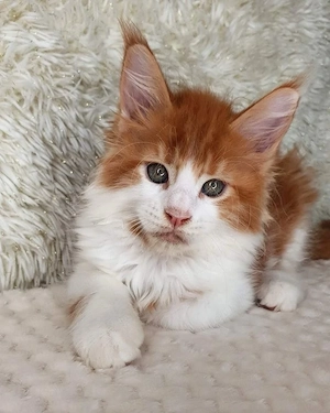 Maine coon