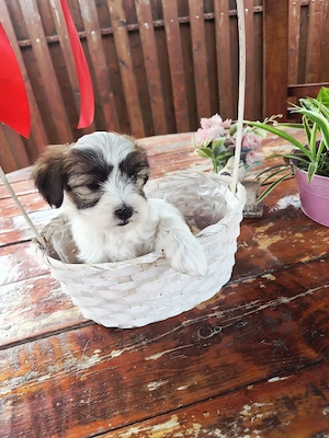 bichon havanez