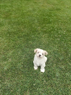 bichon havanez - imagine 4