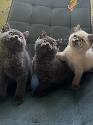 Pisică british shorthair blue