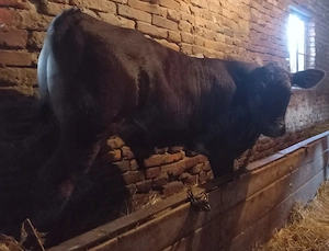 Vând 2 vitei rasa Angus