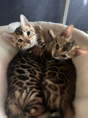 Pui pisica rasa Bengal cu pedigree - imagine 5