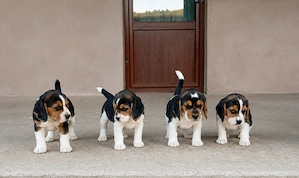 Beagle tricolori - imagine 3