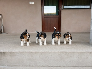 Beagle tricolori - imagine 4