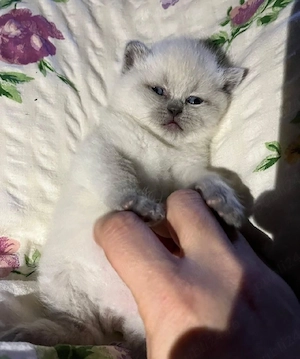 British shorthair colorpoint  - imagine 2