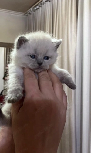 British shorthair colorpoint 