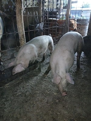 porci soldani - imagine 4