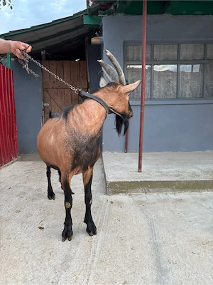 tap alpin francez 1 an caprita fericita - imagine 3