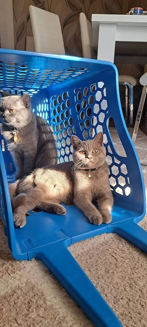 British shorthair colorpoint  - imagine 3