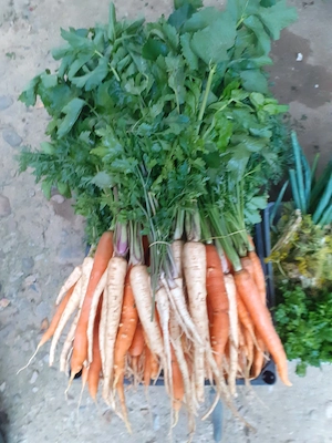 Producători  de legume .Ocoliș Maramures  str  culturii  nr  110