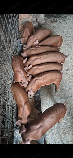 Vand purcei duroc rasa pura