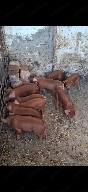 Vand purcei duroc rasa pura - imagine 2