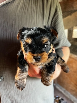 Yorkshire terrier