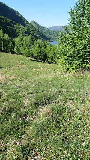 Teren de 5 hectare la Lacul Siriu - imagine 5