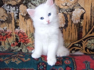 Angora Turceasca 