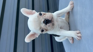 Bulldog francez buldog 