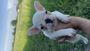 Bulldog francez cățeluș buldog