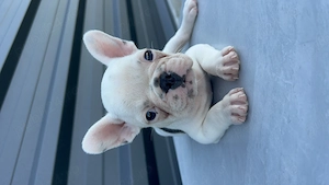 Bulldog francez buldog 