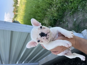 Bulldog francez - buldog fetita