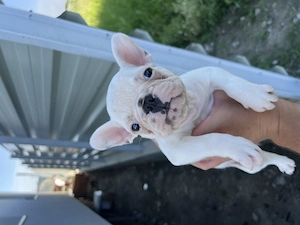 Bulldog francez - buldog fetita - imagine 2
