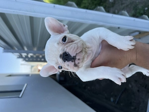 Bulldog francez - buldog fetita - imagine 3