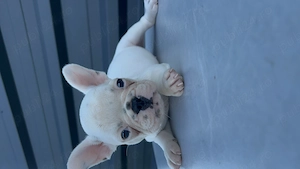 Bulldog francez   Buldog