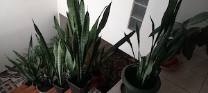 vand plante ornamentale, birou, casa, terase, verzi si in timpul iernii.