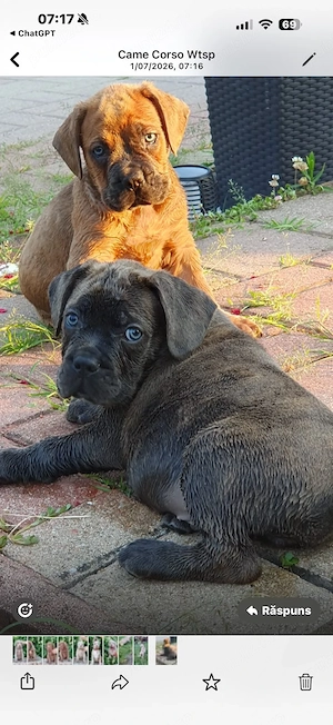 cane corso de vânzare