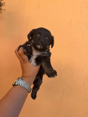 Pui de bichon maltez de vanzare - imagine 5
