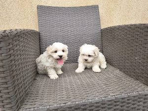 căței bichon
