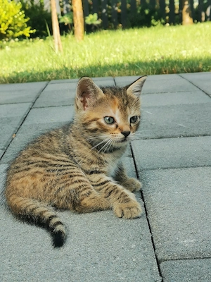 Donăm pui de pisică (1 motănel + 1 pisicuță) si mama lor - imagine 2