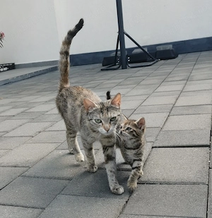 Donăm pui de pisică (1 motănel + 1 pisicuță) si mama lor
