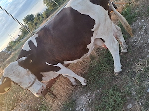 Vaca de vanzare baltata romaneasca de 10 ani.