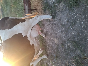 Vaca de vanzare baltata romaneasca de 10 ani. - imagine 2